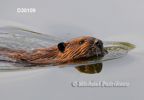 North American Beaver (Castor canadensis)